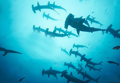 Image result for hammerhead sharks layang layang
