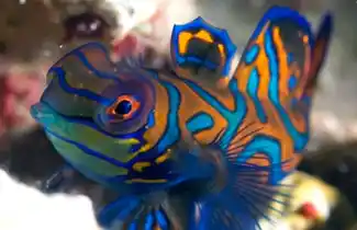 Mandarinfish Mandarin fish