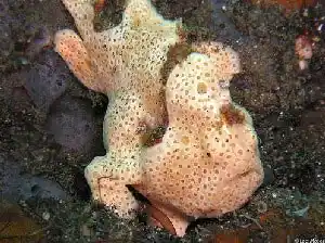 Painted Frogfish Macro Shot | Mabul Muck Diving Well-camouflaged painted frogfish blending into the seabed at Eel Garden, a premier muck diving site on Mabul island.