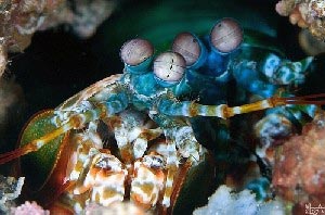 濑尿虾