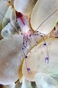 Bubble coral shrimp