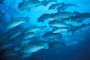 Sipadan Bumphead Parrotfish