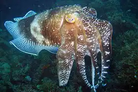 潜水