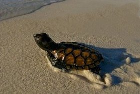 兰卡央岛海龟筑巢
