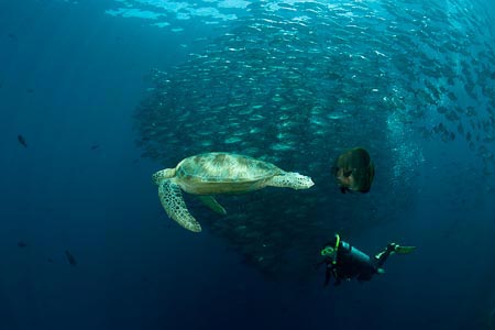 Diving with Turtles Sipadan Mabul Diving