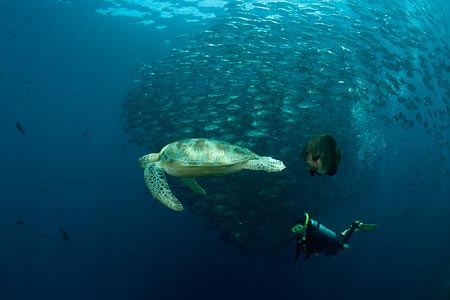 Sipadan Mabul Diving