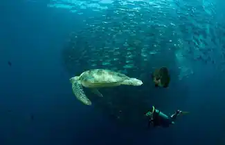 Sipadan Mabul Resort Diving