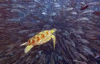 Sipadan Sea Turtles Sipadan Turtle