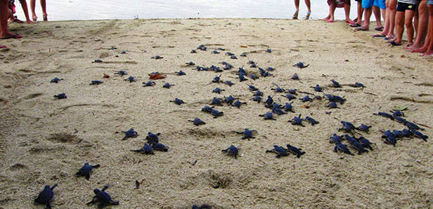 Turtle Hatchlings