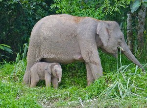 Borneo pygmy elephants