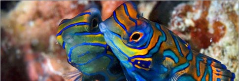 Kapalai Mandarinfish