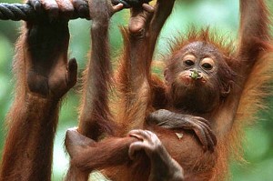 Sepilok Orang Utan