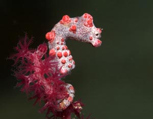 Mabul Muck Diving Pygmy Seahorse