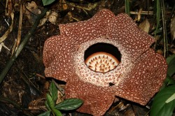 Rafflesia