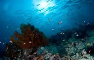 Diving Borneo with Seaventures