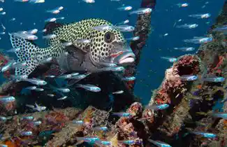 Diving Sabah With Seaventures