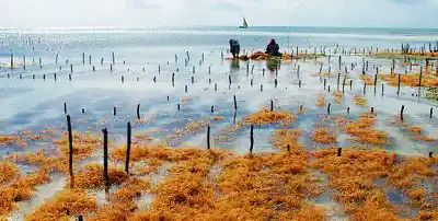 Seaweed farming is a vital local industry in Sabah. Local workers harvesting seaweed at a farm in the shallow waters off Semporna, an important part of the local Sabah economy.