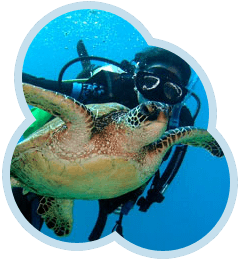 Sipadan Schildkröte