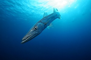 barracuda