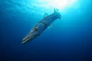 barracuda