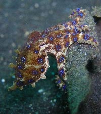 Blue Ringed Octopus in Mabul