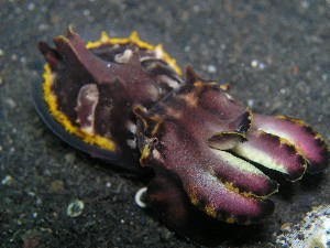 Flamboyant Cuttlefish in Kapalai
