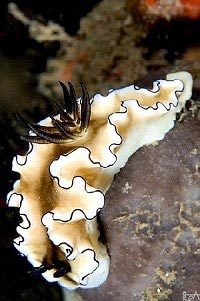 Nudibranch Diving