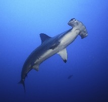 Hammerhead Shark at Sipadan