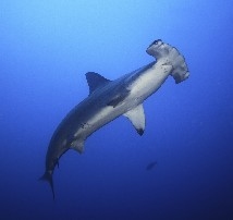 Hammerhead shark