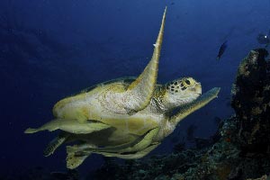 Sea Turtle of Sipadan