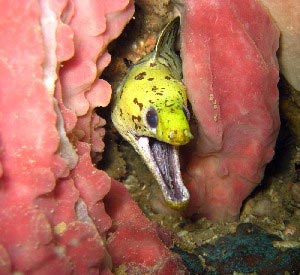 海鳗