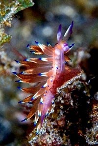 Nudibranch