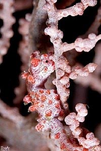 Pigmy Seahorse