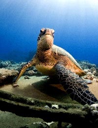 зеленых морских черепах