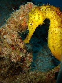 Yellow Sea Horse Muck Diving