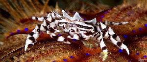 Zebra Crab