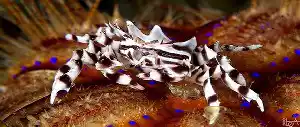 Zebra Crab